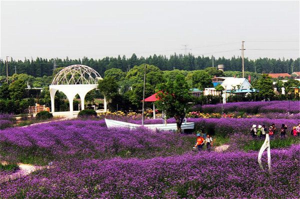 参与全球领先芳香健康体验,崇明薰衣草节日前在紫海鹭缘公园开幕,成立