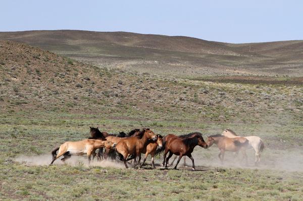 中国成为世界最多野马拥有国,新疆甘肃野马数量达515匹
