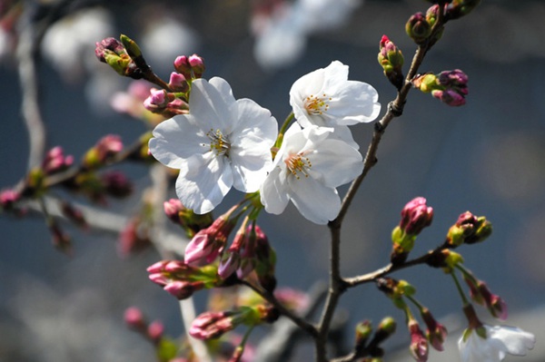 日本熊本的樱花开放02为九州地区最晚
