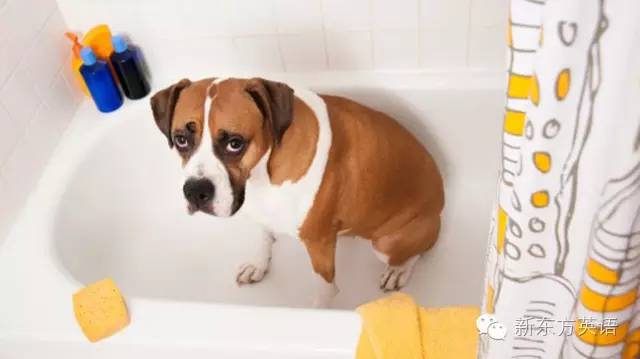 05in galesburg, illinois, no person may keep a smelly dog.