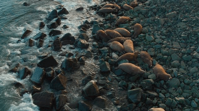 怀孕巨鲸体内塞满44斤垃圾:人类,请停止迫害!