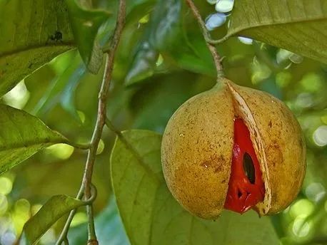 红到魔性的肉豆蔻,和"豆蔻年华"有什么关系?