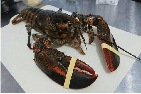 怎么样?你们吃过最大的龙虾是有多大呢?