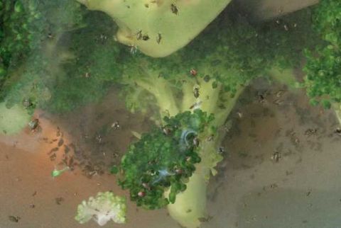 32岁的母亲惊恐地发现购买的西兰花里有上百只小虫子