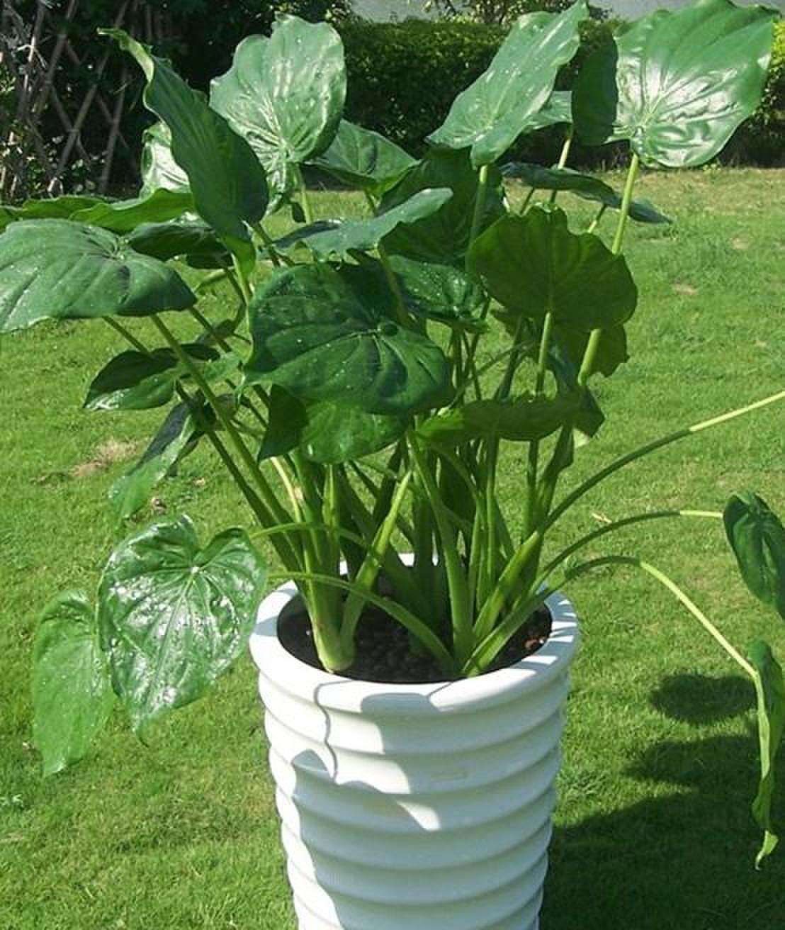 这几种植物,吸尘能力超强,堪称天然的吸尘器!