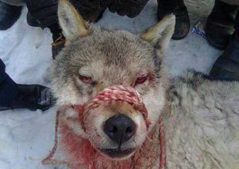 狼舔伤口图片