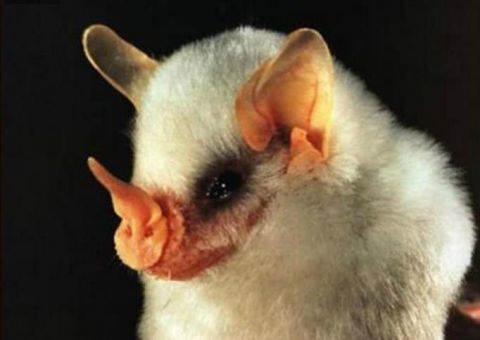 5种极为濒危的动物,其中3种生活在中国,面临灭绝