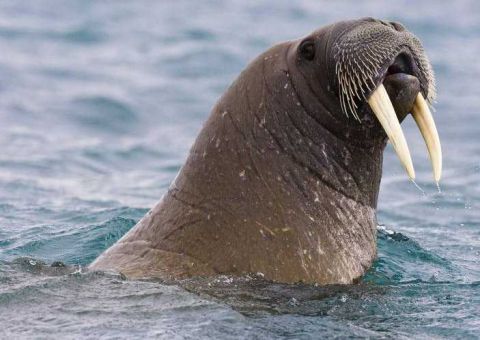 渔民发现一只搁浅的小海象,得到救助后,吃食物的样子就像个孩子