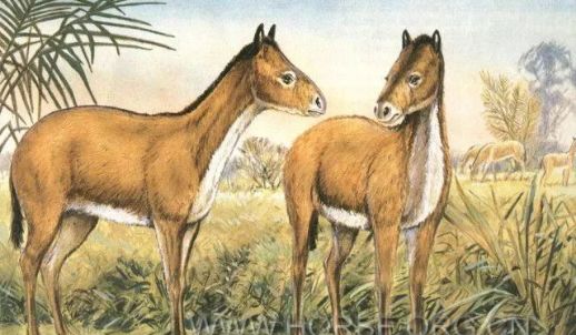 马儿的祖先哪里来?