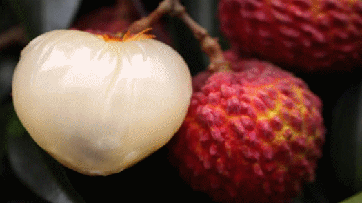 直播预告|海广君约你一起去永兴看荔枝王啦