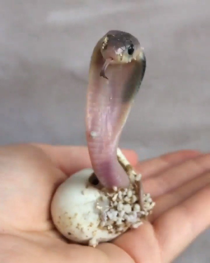 眼镜蛇小时候的样子好萌呀