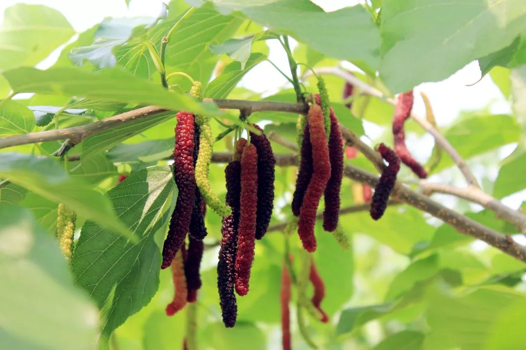 福利到里水这片台湾长果桑甜过初恋快滴组队开摘啦喂