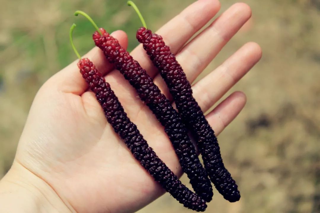 福利到里水这片台湾长果桑甜过初恋快滴组队开摘啦喂