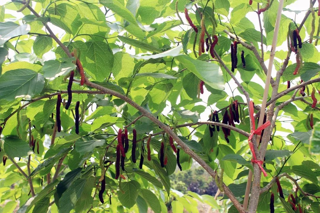 福利到里水这片台湾长果桑甜过初恋快滴组队开摘啦喂