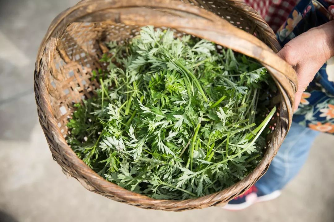 定豪还顺手从自家地里摘了些青菜叶子,到时候垫在蒸笼里,避免青团沾底