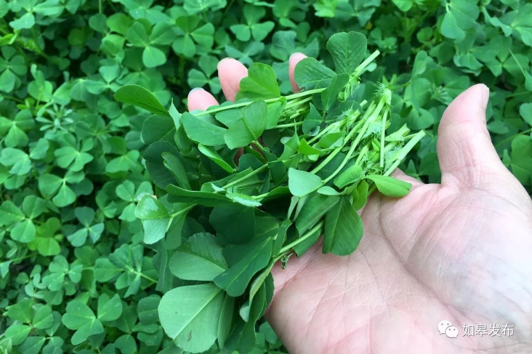 草头必选新鲜的嫩叶,掐完一茬还长一茬.洗净,清炒.