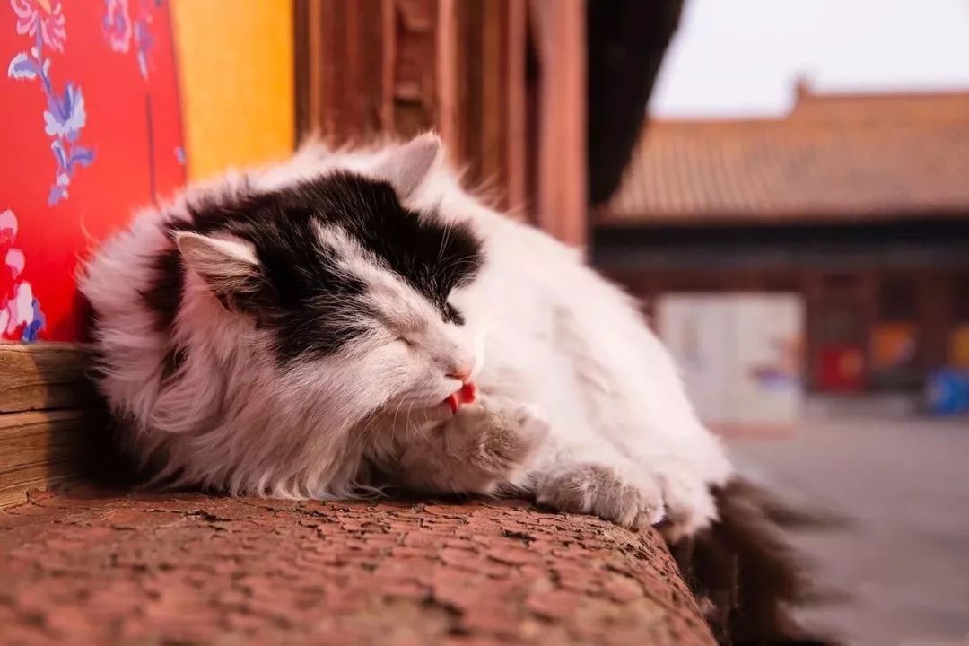 了花名册只只榜上有名然后成立了爱猫基金会帮助它们定期体检并做了绝