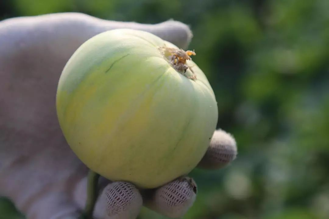 不用削皮去籽的小香瓜一口甜进心里