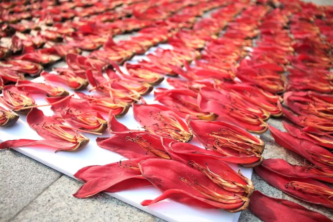 里水三月的木棉花有几靓?睇得又食得~快滴跟公信君来睇过