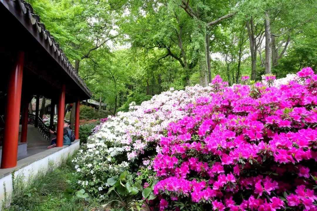 四月赏花最佳去处,无锡惠山古镇——中国杜鹃园