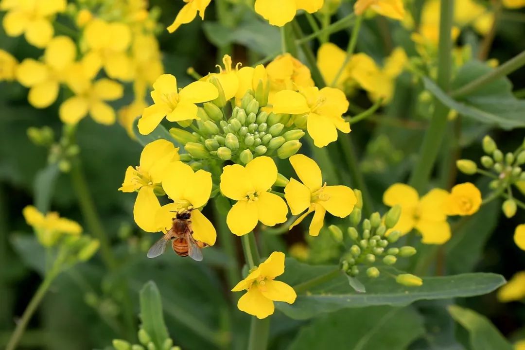 临沂闹市区这片油菜花海美炸了!主要还免费!赶紧约起来
