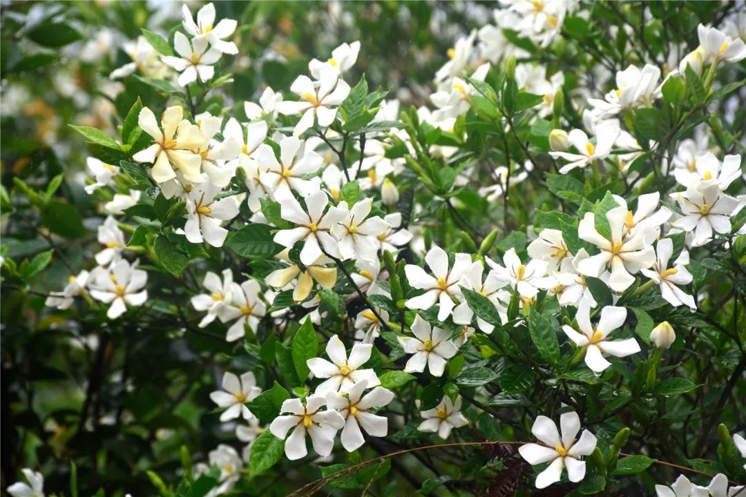 置身连州保安镇麻北村,空气中弥漫的全是清幽的栀子花香.