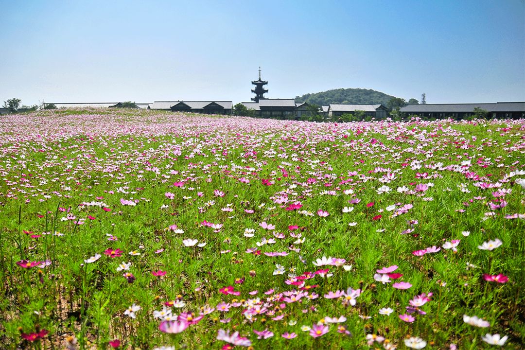 这片星光花海承包了整个端午南京周边这座禅意小镇抢占朋友圈c位