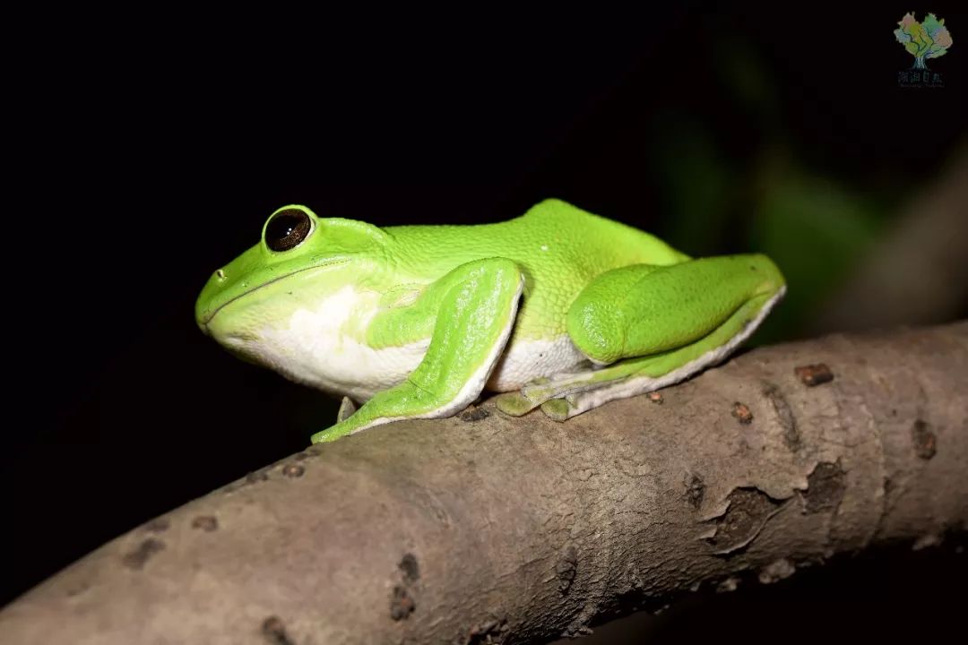 黑蚱蝉周五:湖南省森林植物园(明星物种:斑腿泛树蛙,大竹象,广翅蜡蝉