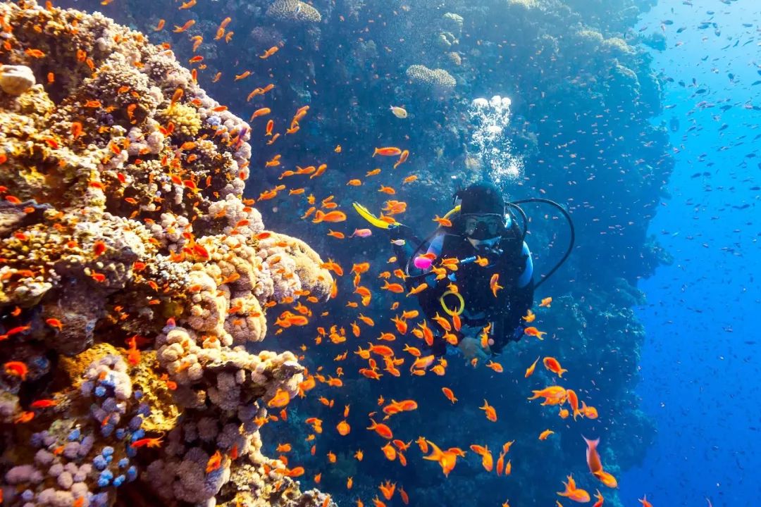 斐济8天6晚潜水团:国庆假期,与鲨鱼共舞!(香港出发/机酒全含)