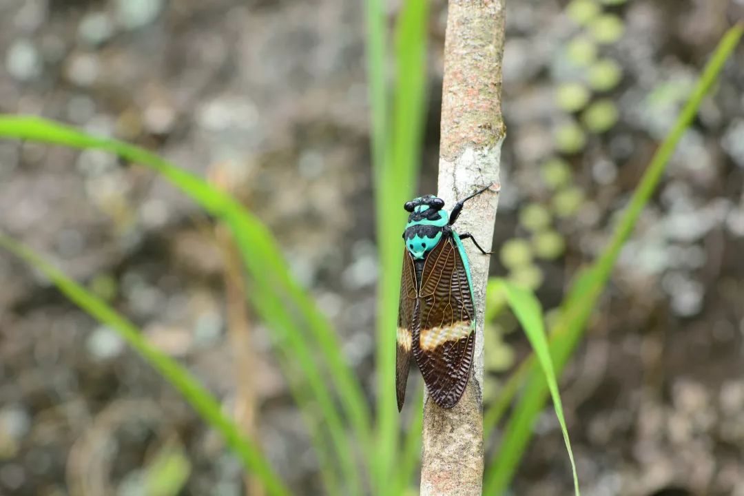 高颜值有灵性知了可不只有黑色
