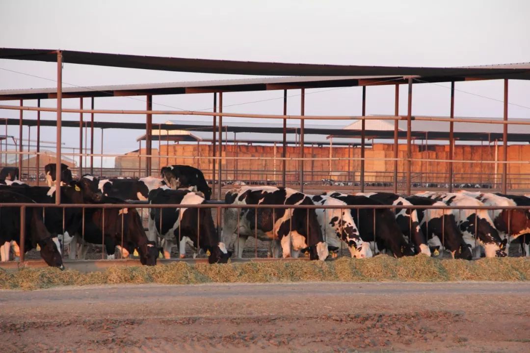 "美国奶农也快撑不住了.