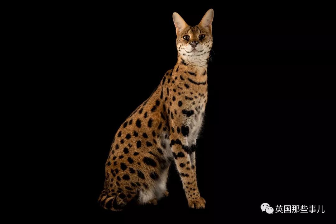 喵星人在野外的那些古灵精怪的远方亲戚.一个比一个灵动啊!