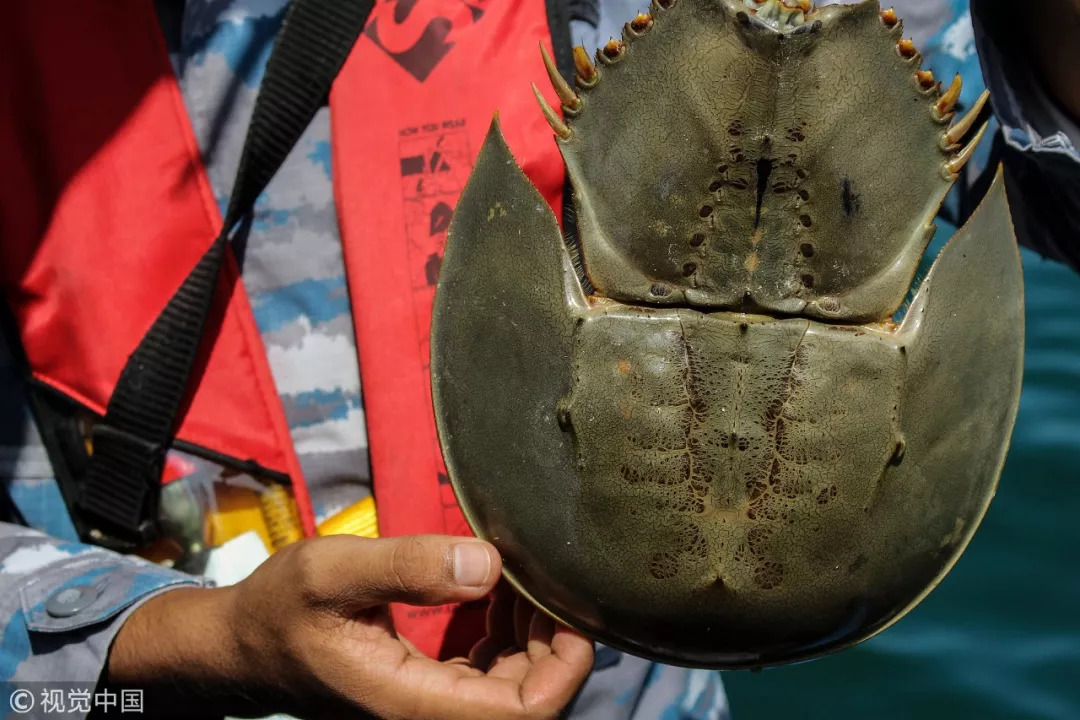 它活了4亿年,靠蓝色血液救死扶伤,却被人类一朝逼入绝境|视觉中国|鲎