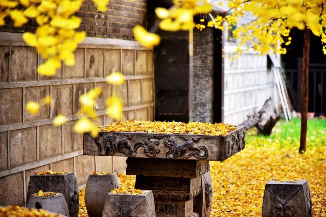 李世民栽了一棵银杏树,美了1400年|虫|银杏|古刹_新浪新闻