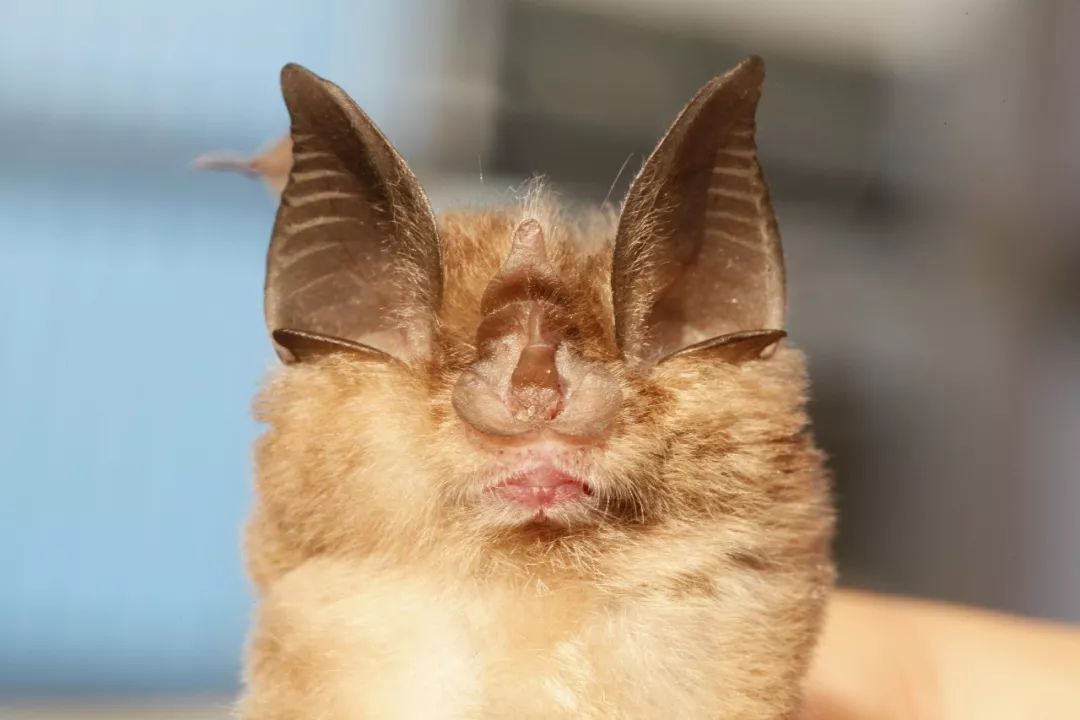 单脚菊头蝠(摄影/何芳)我们发现,梵净山目前有小型哺乳动物3目11科25