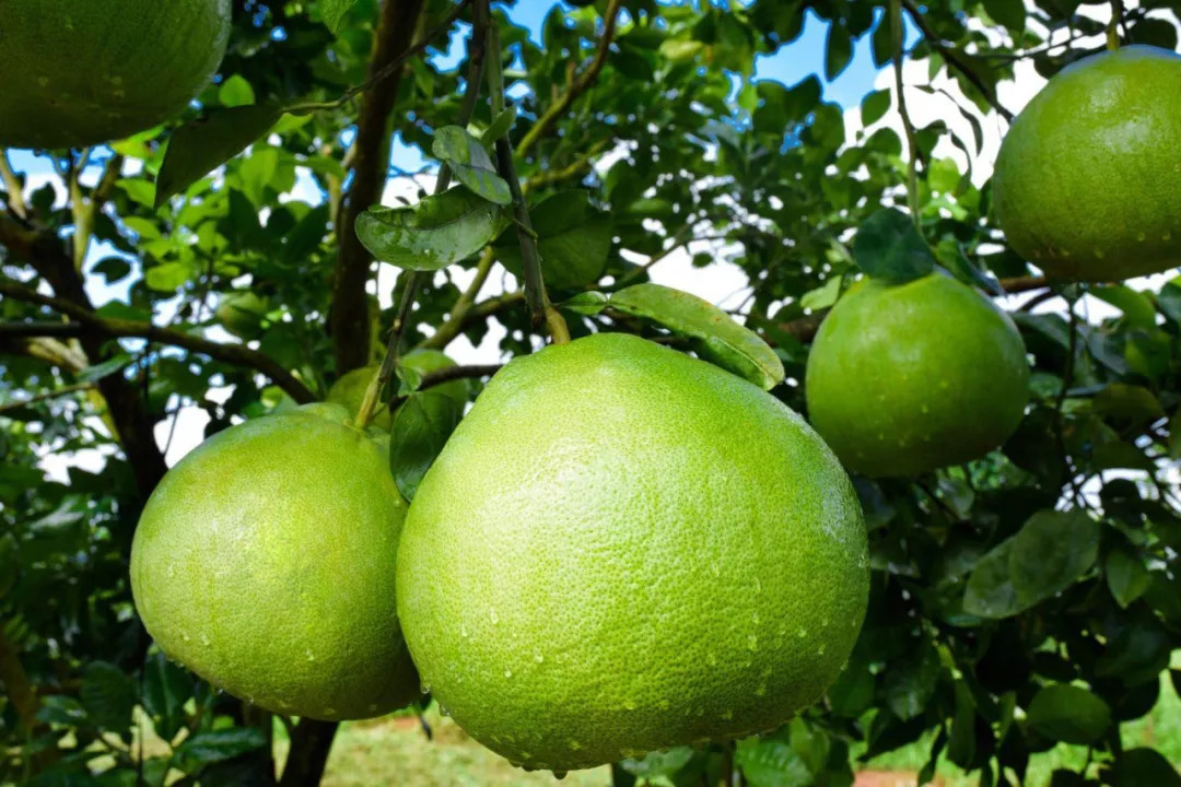 压弯了树腰 而且这些柚子 都是马来西亚水晶柚树苗与本地苦柚品种