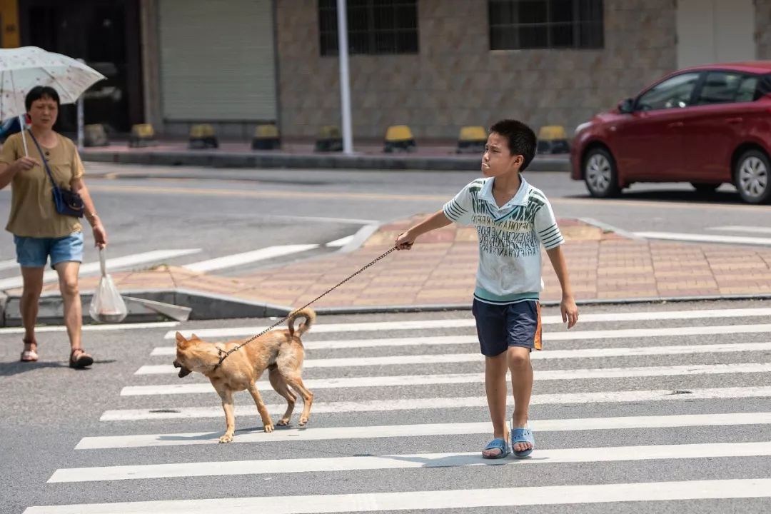 7点到22点禁止遛狗这个地方推最严限狗令网友炸锅
