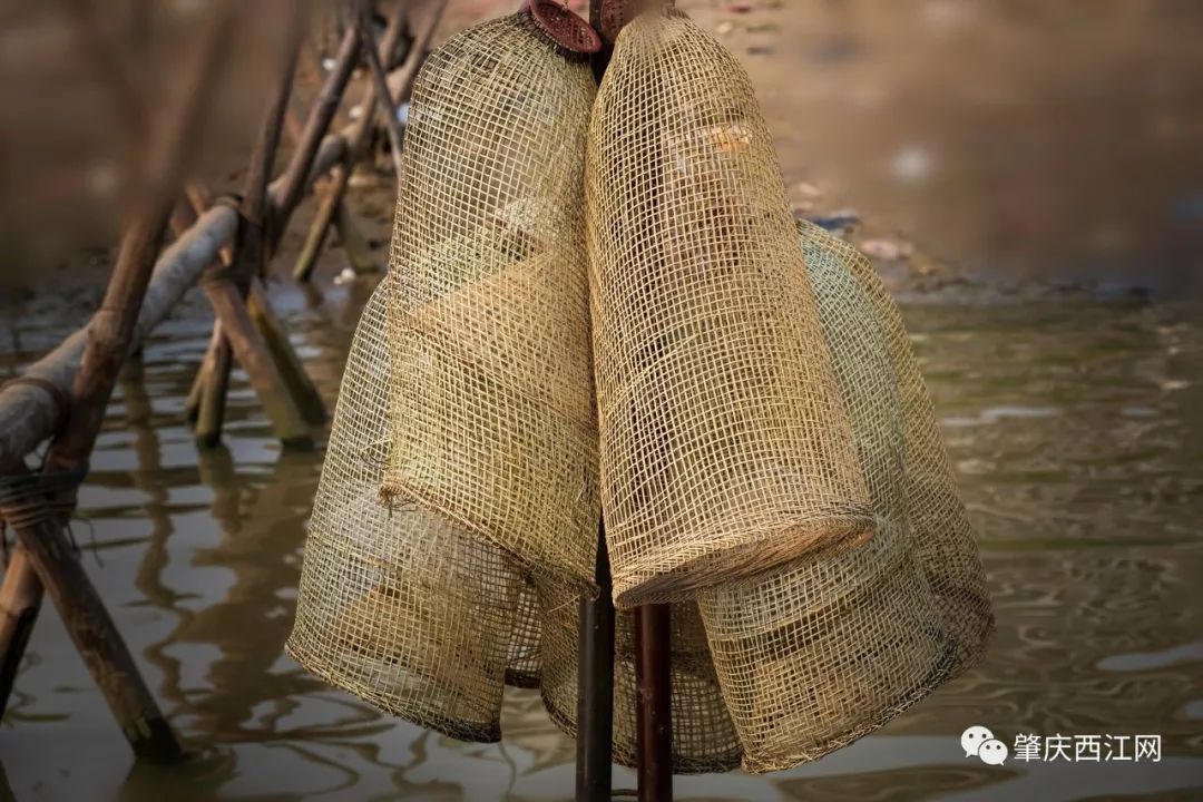 捕捉河虾,常见的工具是一种竹编的虾笼.