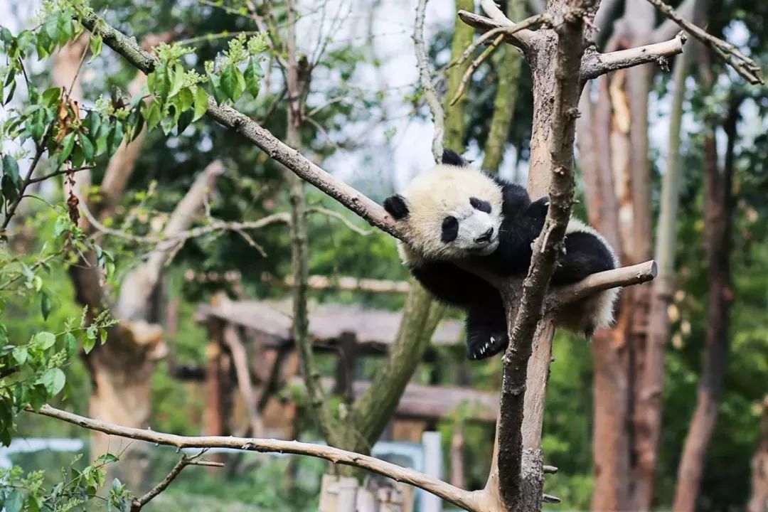 昆明動物園將建熊貓館