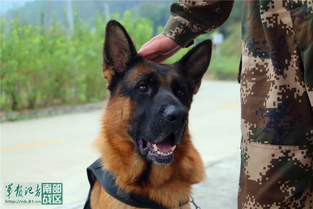 军犬悍马特殊的战斗员