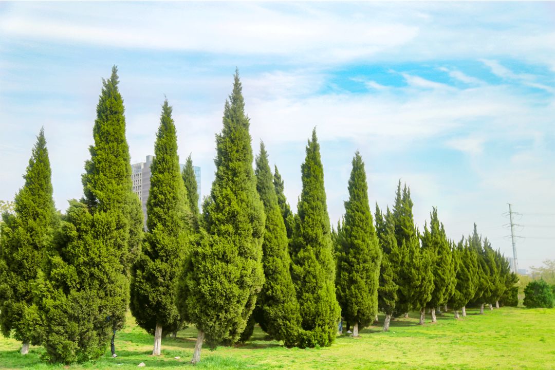 据说是新晋的"某红书"拍照胜地吸引了很多人来打卡松树的苍翠与草地的
