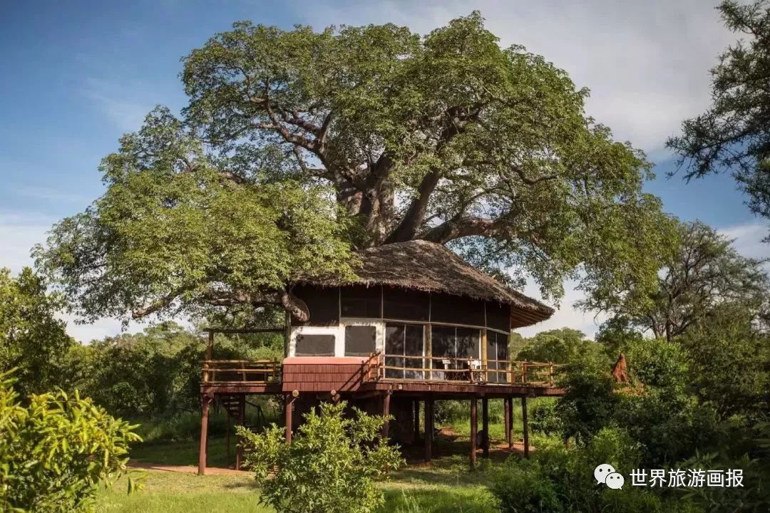 南非|树屋|赞比亚_新浪新闻