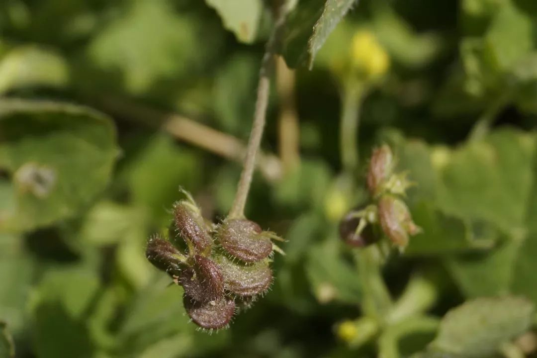 南苜蓿 medicago polymorpha 的花与果实.