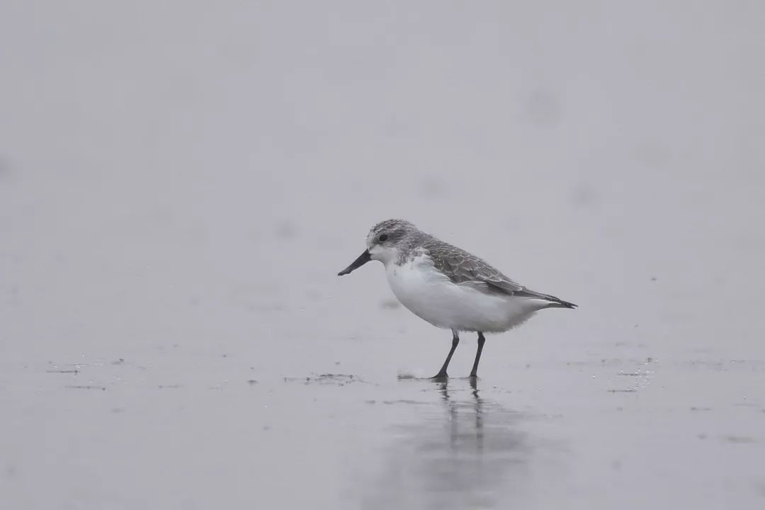 为了拯救濒危的小鸟我们决定偷走它的蛋