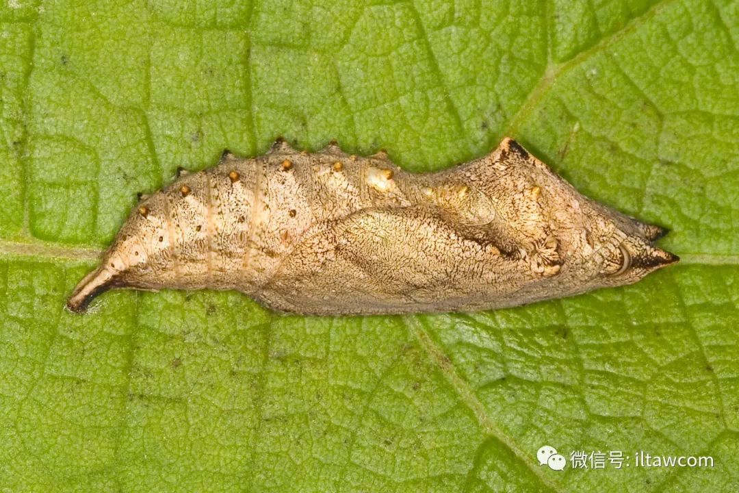 物种图册-孔雀蛱蝶