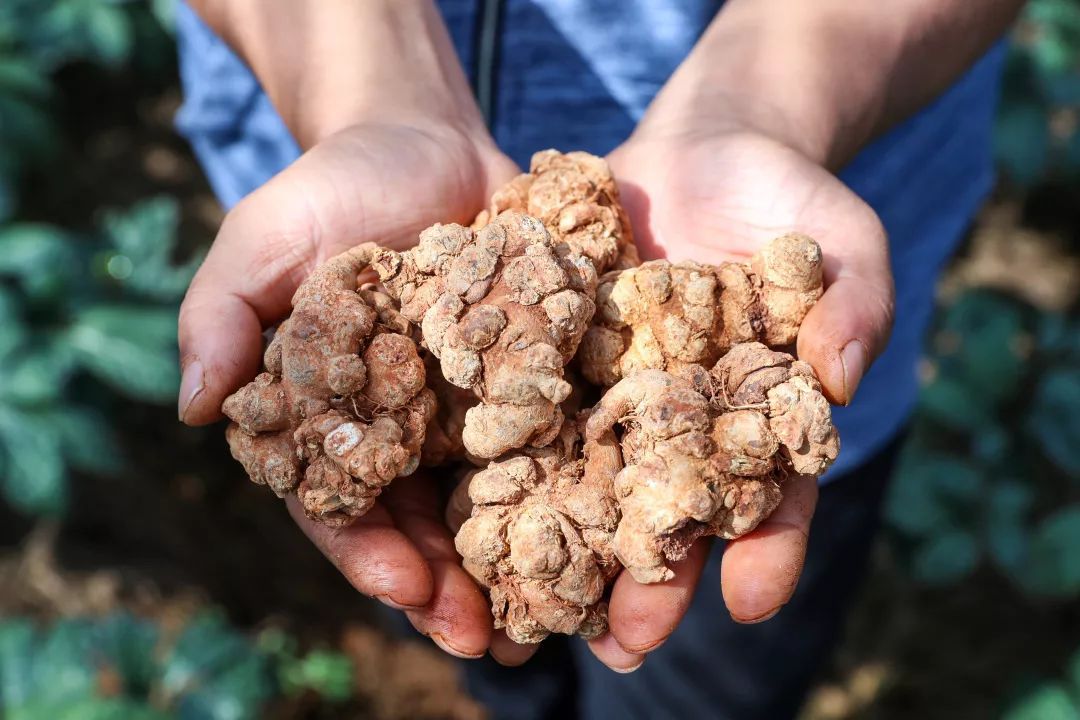 你了解道地药材吗请收下这篇科普干货