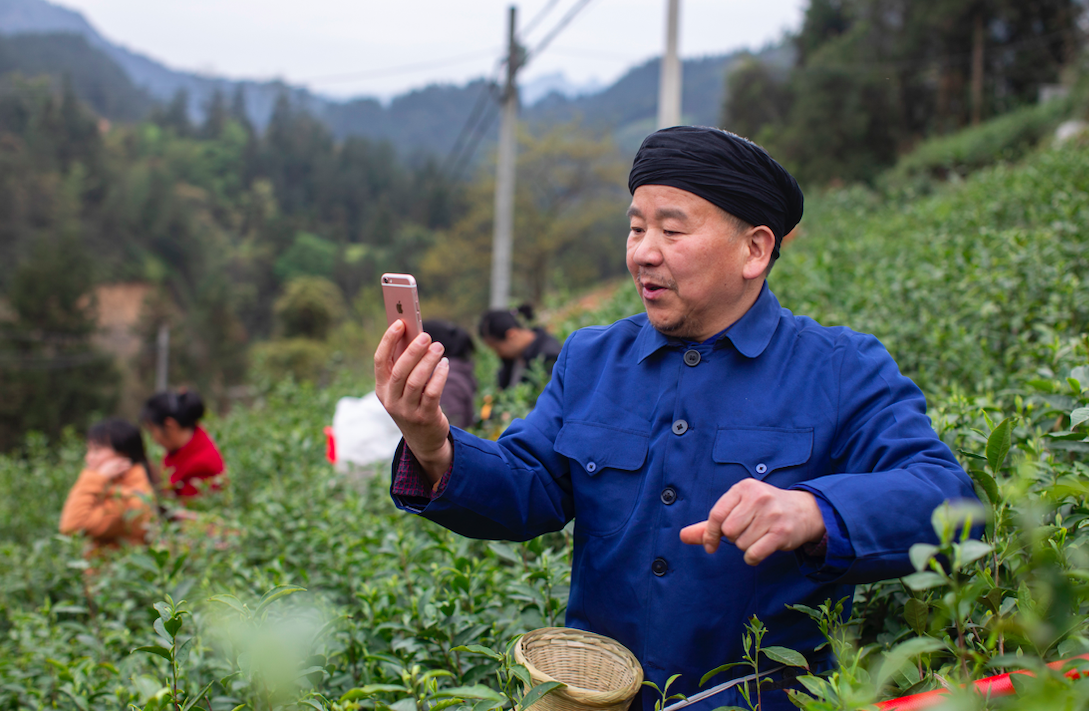 （农民主播文叔在湖北茶园里为网友直播采茶）