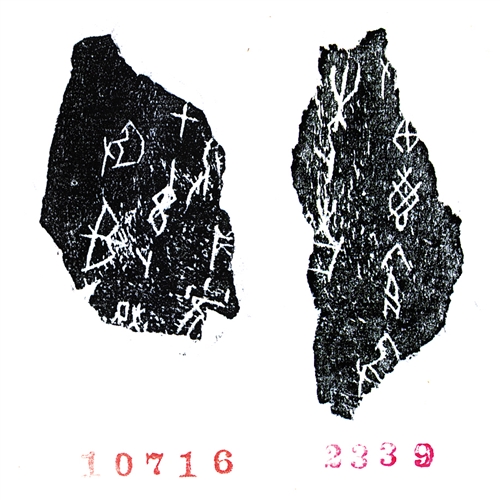 甲骨为啥缺个壳