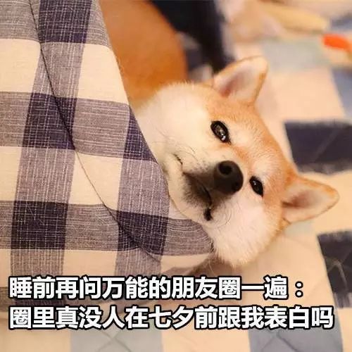七夕单身狗:七夕情人节才是单身狗的狂欢节