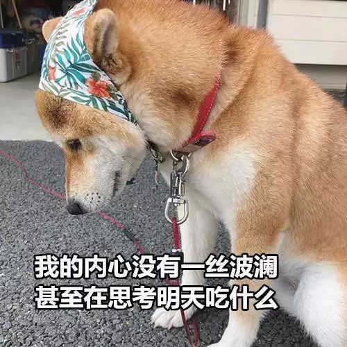七夕单身狗:七夕情人节才是单身狗的狂欢节